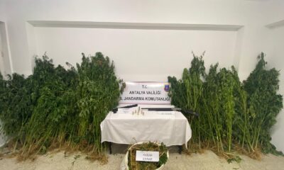 Ormanlık alanda kenevir hasadı yapan 2 kişiye suçüstü