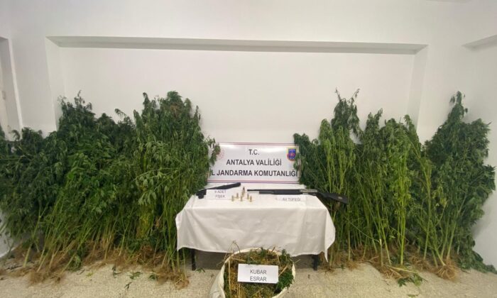 Ormanlık alanda kenevir hasadı yapan 2 kişiye suçüstü