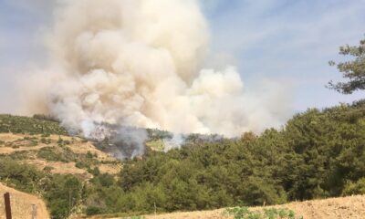 Osmaniye’de orman yangını