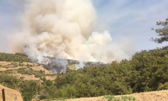 Osmaniye’de orman yangını