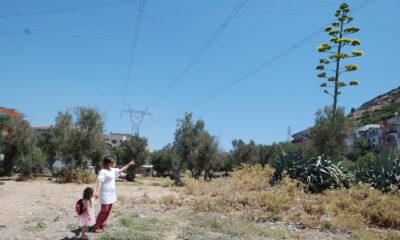 (Özel) 100 yılda bir çiçek açan sabır otu İzmir’de çiçeklendi