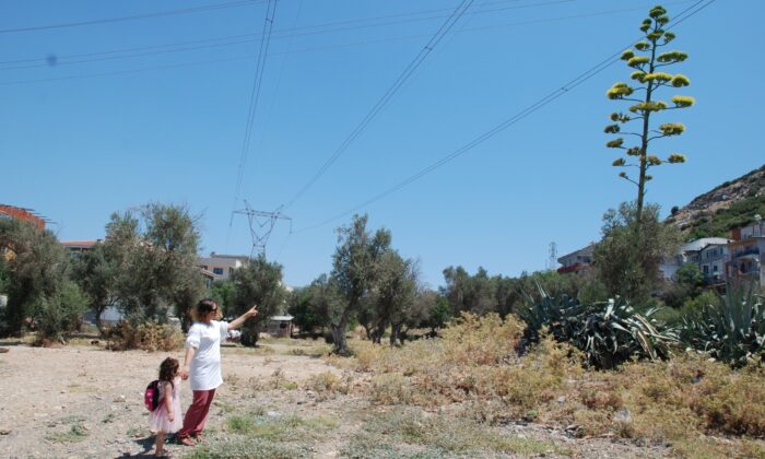 (Özel) 100 yılda bir çiçek açan sabır otu İzmir’de çiçeklendi