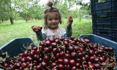 (ÖZEL) 500 bin ağaçta 30 bin ton kiraz üretimi yapıldı