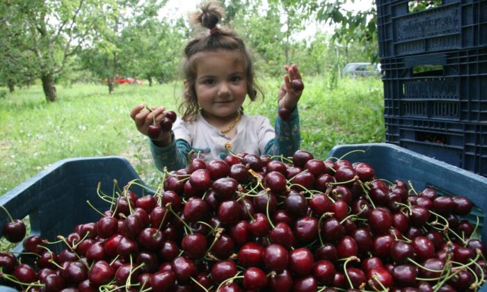 (ÖZEL) 500 bin ağaçta 30 bin ton kiraz üretimi yapıldı