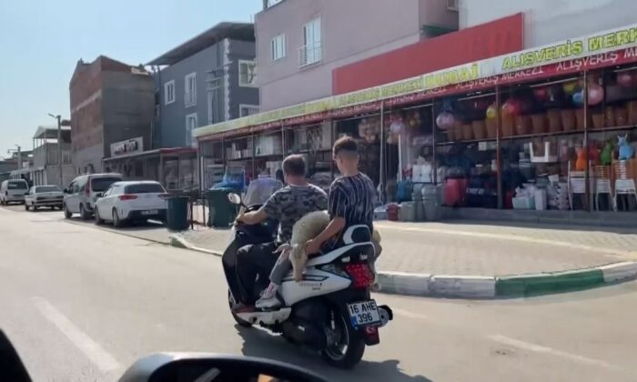 (Özel) Bursa’da sıra dışı hayvan taşıma tekniği kameralara böyle yansıdı