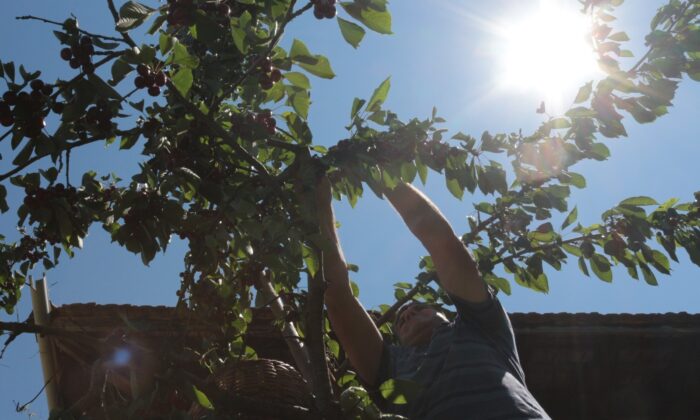 (Özel) Dalında 2 lira, pazarda 15 lira