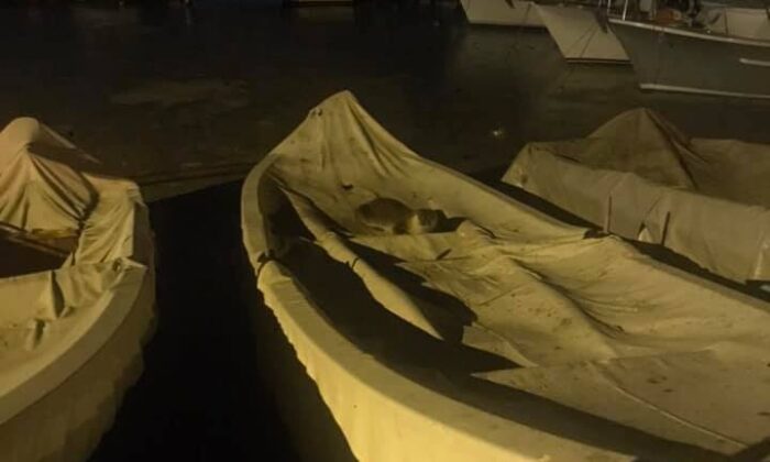 (Özel) Kınalıada’da görülen su samuru vatandaşların ilgi odağı oldu