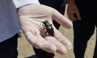 (Özel) Koruma altındaki geyik böceği Manisa’da görüldü