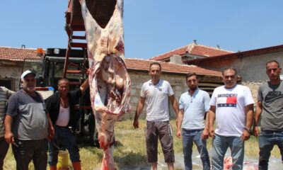 (ÖZEL) Köy halkından herkese örnek olacak kurban kesimi