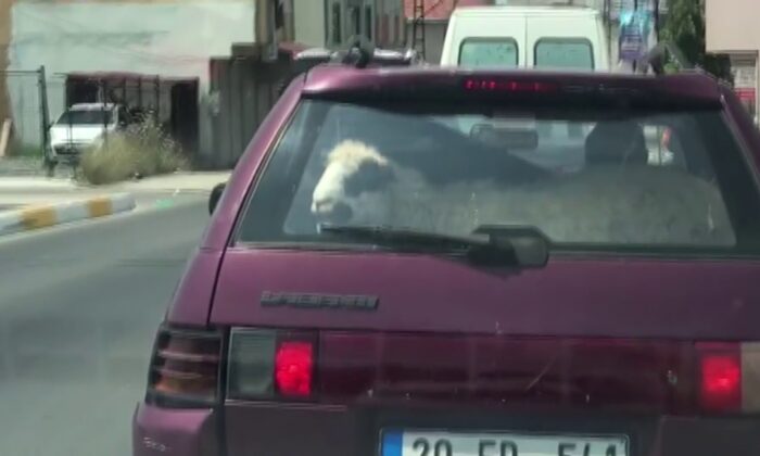 (Özel) Kurbanlık koyunu otomobil bagajında böyle taşıdı
