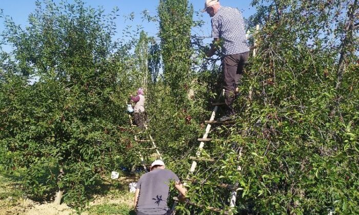(Özel) Kütahya’da vişne sezonu