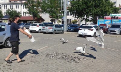 (Özel) Müsilaj en çok martılara yaradı