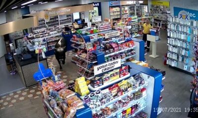 (ÖZEL) Sahibinin elinden kurtulan dana markete daldı