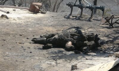 (Özel) Sarılar’da yeniden yükselen alevler evleri tehdit etti mahalleli sokağa döküldü