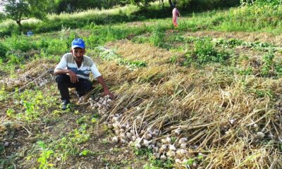 (ÖZEL) Sarımsak üreticilerine fiyat şoku