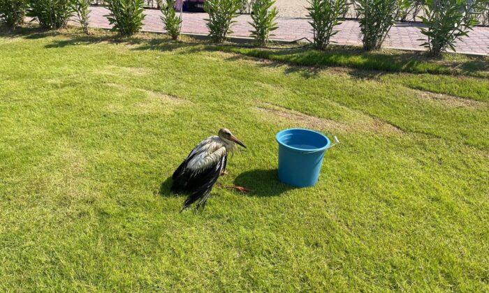 (ÖZEL) Serinlemek için kimyasal atık yağa giren bir leylek yavrusu daha kurtarıldı