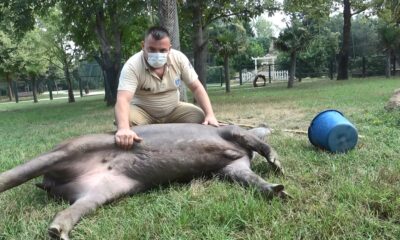 (Özel) Sıcaktan  bunalan Zoopark sakinlerine buzlu meyve kokteyli