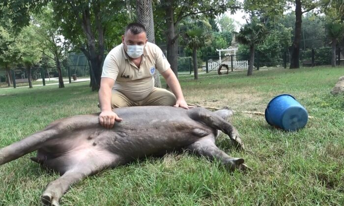 (Özel) Sıcaktan  bunalan Zoopark sakinlerine buzlu meyve kokteyli