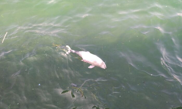 (Özel) Tarabya’da içler acıtan görüntü: Ölü yavru yunus kıyıya vurdu