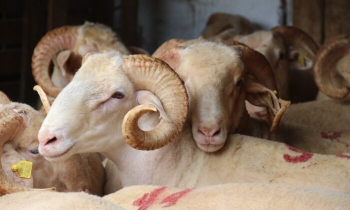 (ÖZEL) Üreticiden küçükbaşta düşük fiyatlı hayvan uyarısı