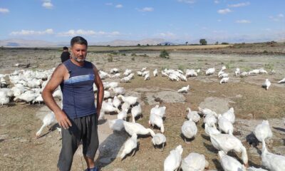Pandemiyi fırsata çeviren işletme sahibi kaz çiftliği açtı