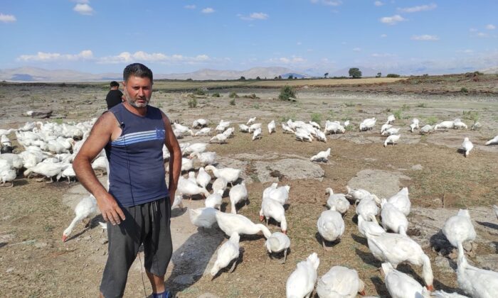 Pandemiyi fırsata çeviren işletme sahibi kaz çiftliği açtı