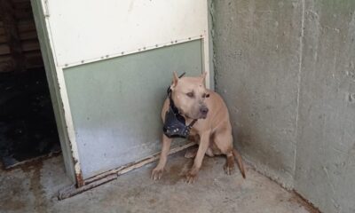 Pitbullun saldırısına uğrayan 2 kişi hastanelik oldu