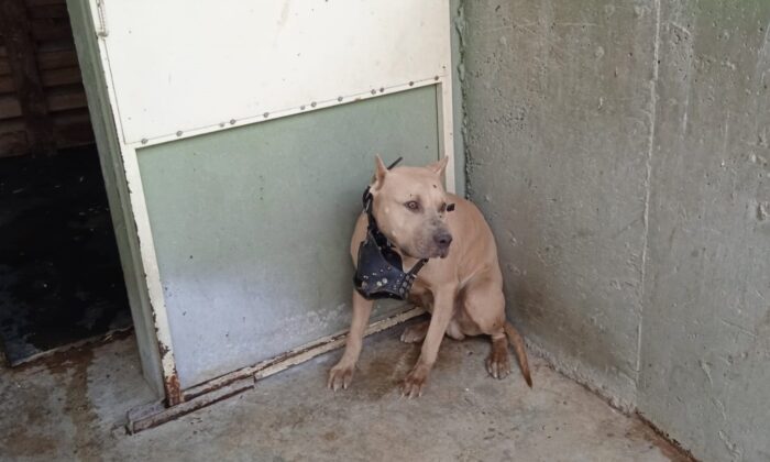 Pitbullun saldırısına uğrayan 2 kişi hastanelik oldu