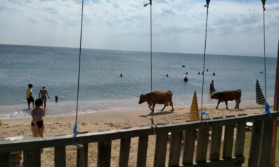 Plajda gezen inekler gülümsetti