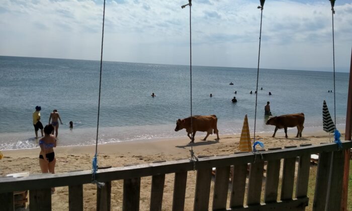 Plajda gezen inekler gülümsetti