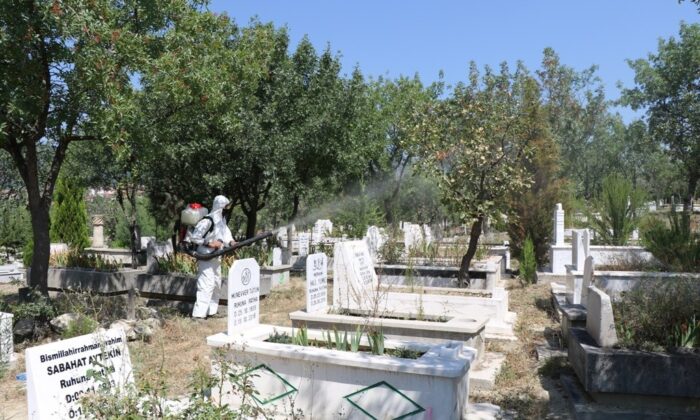 Safranbolu’da fıstık ağaçları ilaçlanıyor