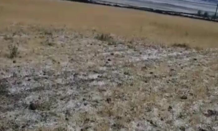 Sağanak yağış ve dolu ekili alanlara zarar verdi