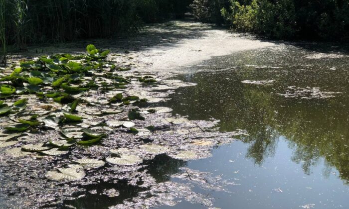 ’Saklı cennet ’Acarlar Longozu’nu besleyen dere siyaha büründü