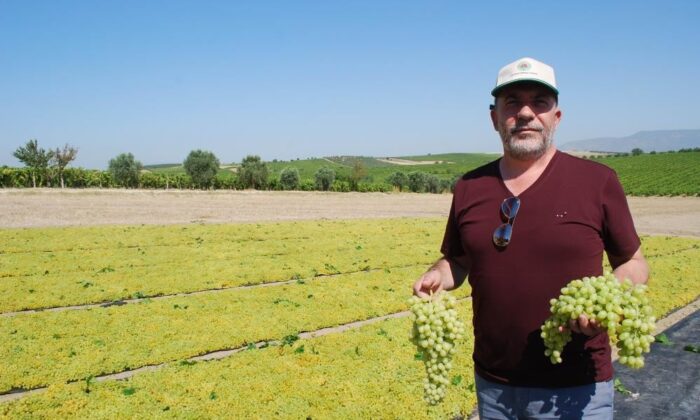 Salihli’de üzüm işçi ücretleri belirlendi