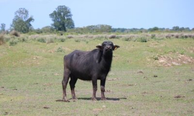 Samsun manda varlığında Türkiye 1.’si