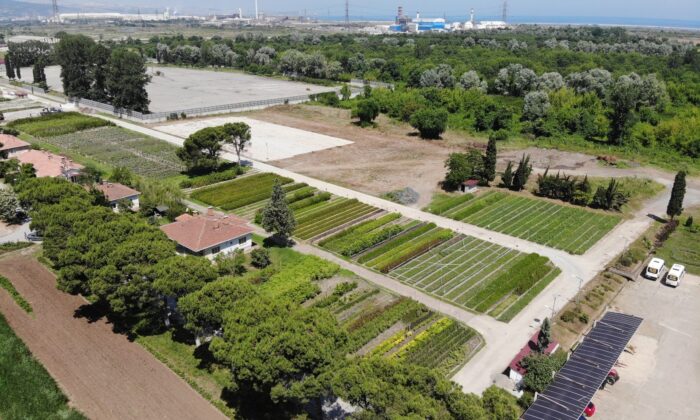 Samsun yılda 134 türde 10 milyon fidan üreterek Türkiye’yi yeşillendiriyor