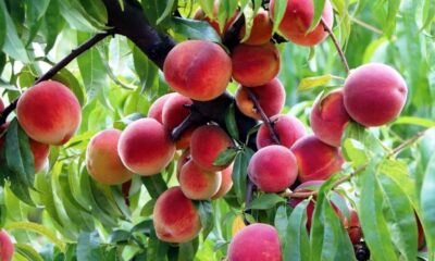 Samsun’da Akdeniz meyve sineği ile mücadele devam ediyor