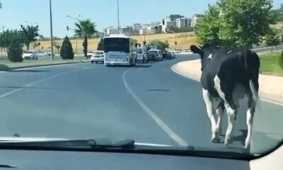 Şanlıurfa’da kaçan boğalar sahibine zor anlar yaşattı