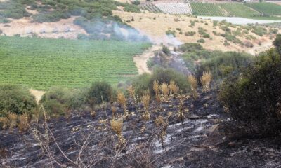 Sarıgöl’de makilik alanda yangın