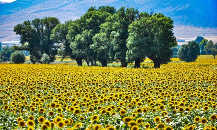 Sarısı gün ışığıyla buluşan ayçiçeği tarlaları görenleri büyülüyor