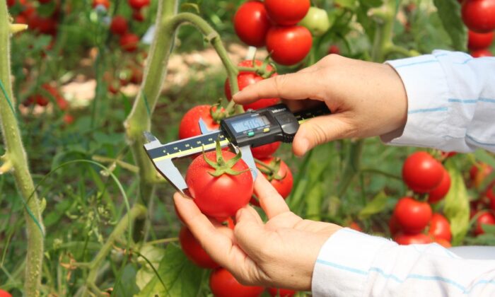 Sel ve su baskınına dayanıklı domates çeşidi geliştiriliyor