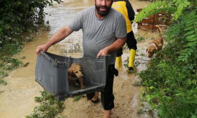 Selde sokak hayvanları boğulmaktan böyle kurtarıldı