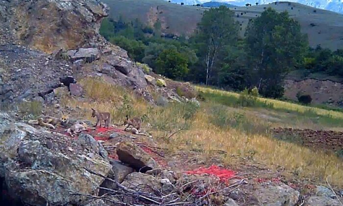 Sıcaktan bunalan tilki ailesi yuvalarının önünde görüntülendi