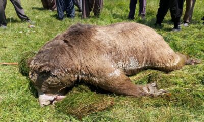 Silahla vurulduktan sonra göle düşen ayı telef oldu