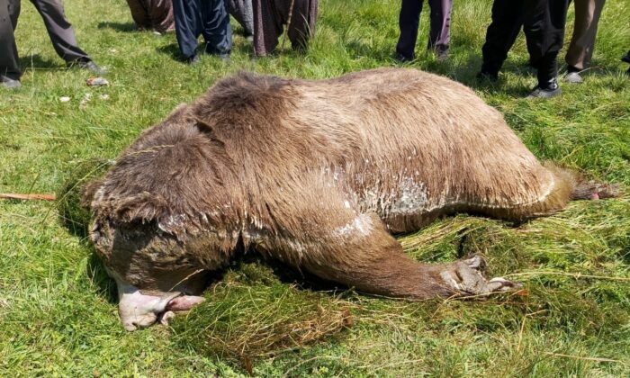 Silahla vurulduktan sonra göle düşen ayı telef oldu