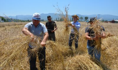 Sındırgı Karakılçık buğdayında yıllar sonra ilk hasat gerçekleşti
