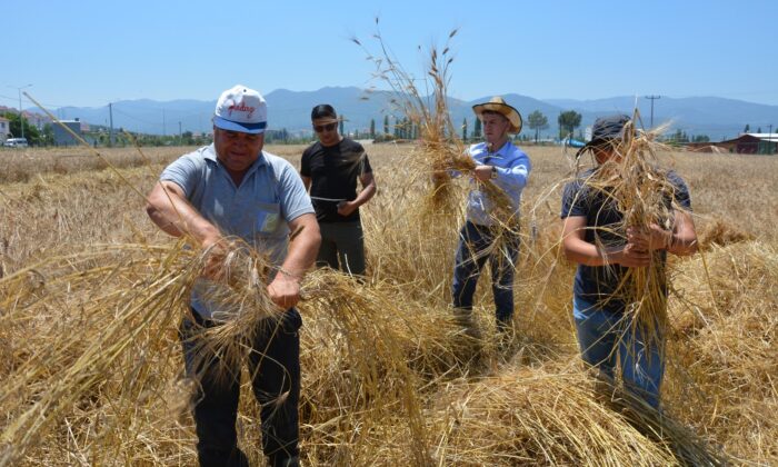 Sındırgı Karakılçık buğdayında yıllar sonra ilk hasat gerçekleşti