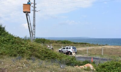 Sinop’ta akıma kapılan inek telef oldu