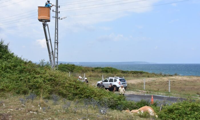 Sinop’ta akıma kapılan inek telef oldu