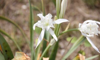 Sinop’ta kum zambakları çiçek açtı